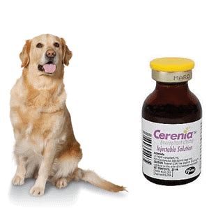 Cerenia for Dogs Guide: Dosage by Weight! (2024) - We Love Doodles