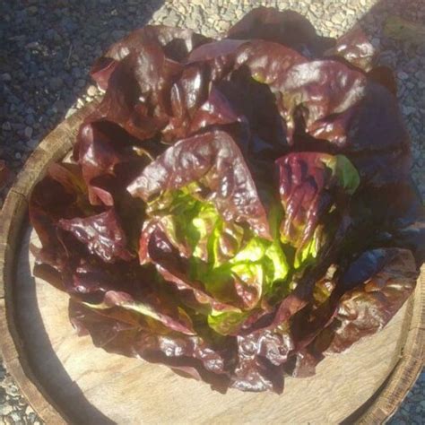 Lettuce-Red Leaf - Harvest2U