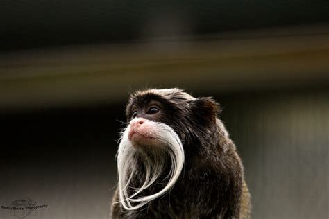 Emperor Tamarins | Pet birds, Animals and pets, Primates