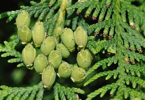 thuja-occidentalis - Homeopathic Remedies