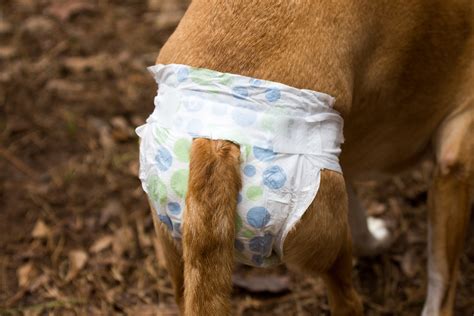 6 Best Dog Diapers for Large Breeds (2019 Reviews) | Canine Weekly