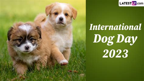 Festivals & Events News | Happy International Dog Day 2023 Wishes ...