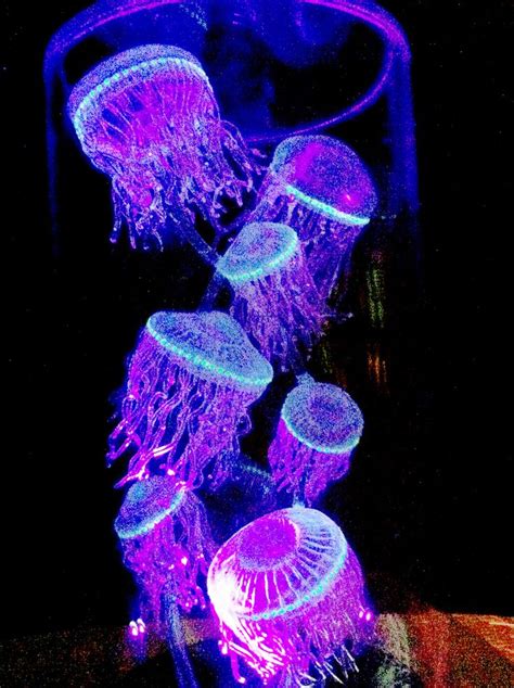 268 best images about Basically Bioluminescence on Pinterest | Sea slug, Deep sea and Octopus