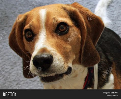 Smiling Beagle Image & Photo (Free Trial) | Bigstock