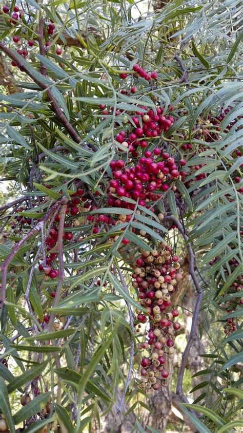 Berries of California Pepper Tree Stock Photo - Image of flowers, grown ...