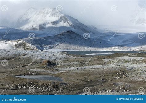 Wildlife and Landscapes of South Georgia Stock Photo - Image of georgia, mountains: 169193684