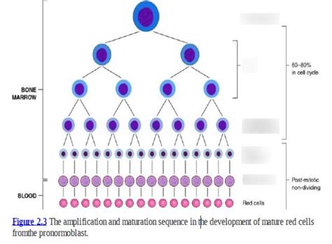 Erythropoiesis Diagram | Quizlet