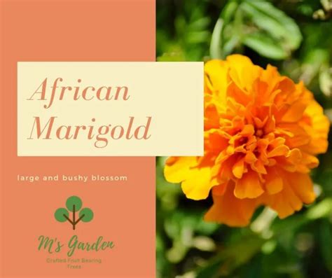 African Marigold Flower Seeds | Lazada PH