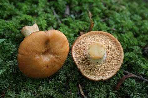 Hedgehog Mushroom: The Safer Chanterelle — The Mushroom Forager