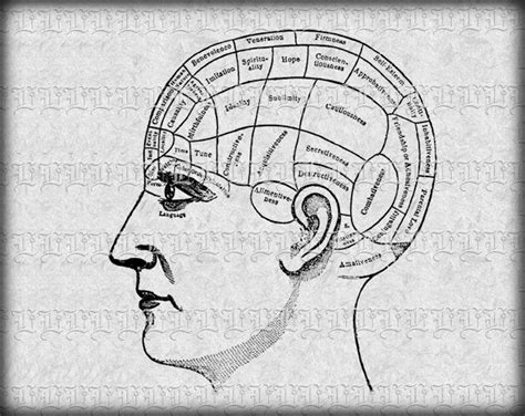 Human Head Phrenology Vintage Clip Art Illustrations High - Etsy