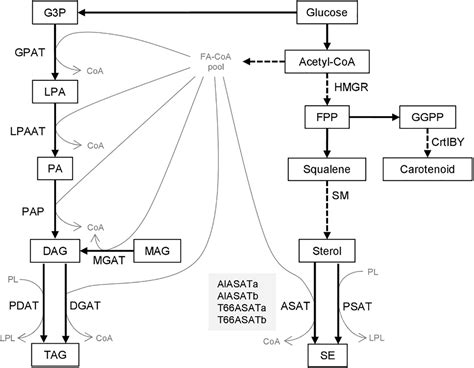 Frontiers | Overexpression of Two New Acyl-CoA:Diacylglycerol ...