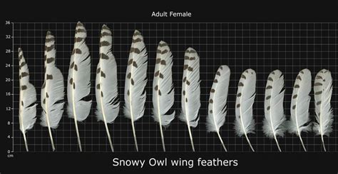 Snowy Owl Wing Feathers | Wings and things | Pinterest