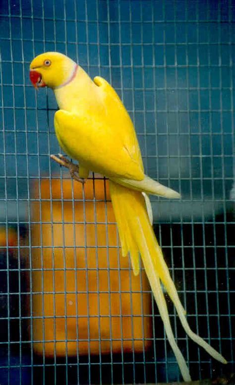 Perfect Matched Set YELLOW INDIAN RINGNECK Parakeet Parrot Tail Feathers 10 inches #004 ...