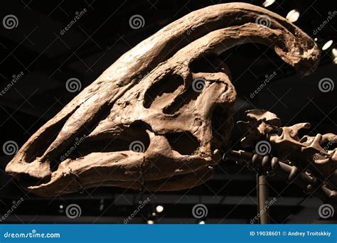 Parasaurolophus skull editorial photo. Image of period - 19038601