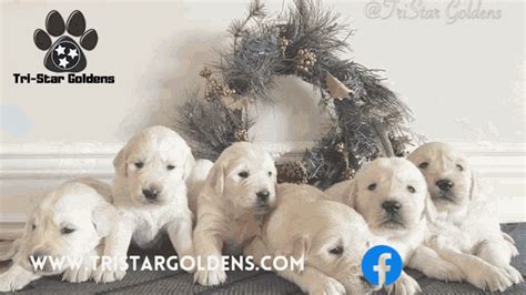 Golden Retrievers Nashville Golden Retriever Puppies Nashville GIF - Golden Retrievers Nashville ...