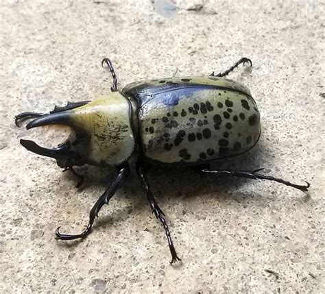 Eastern Hercules Beetle - Oklahoma Zoo Safari USA