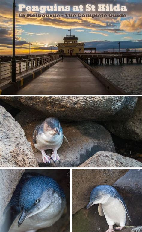 Everything you need to know: Penguins at St Kilda Pier in Melbourne ...