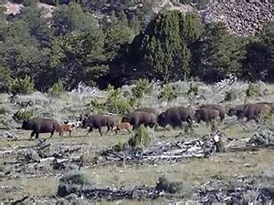 Utah's Henry Mountains Bison Herd Key to National Mammal's Restoration