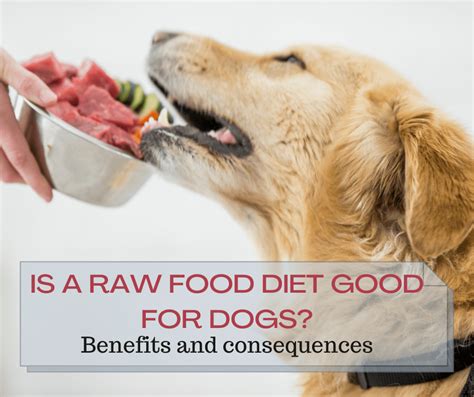 Is Raw Dog Food Good For Your Dog? Discover Benefits And Risks ...