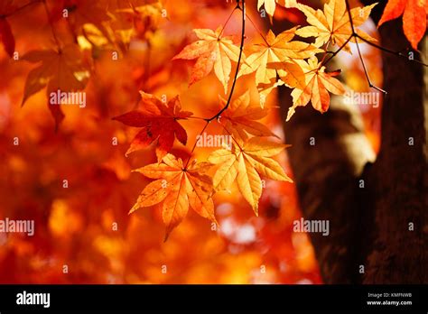 Japanese Fall Foliage Stock Photo - Alamy