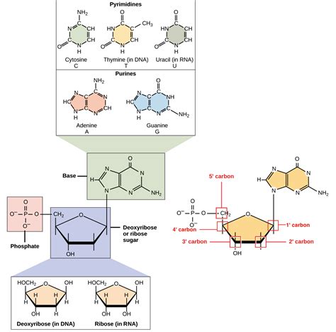 The Elements Of Nucleic Acids - Science Trends