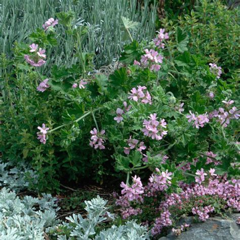 ‘Attar of Roses’ scented geranium - Fine Gardening