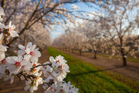 Anthony Dunn Photography: Almond Bloom in Full Bloom