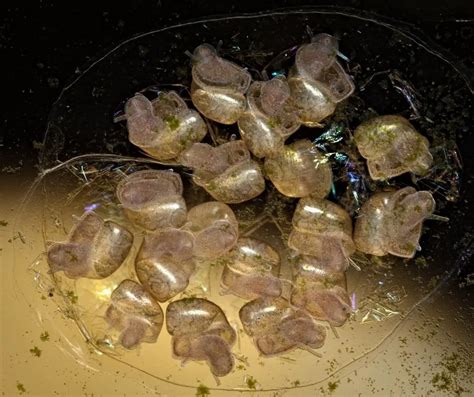 How to Get Rid Of Bladder Snail Eggs? - Our Aquariums