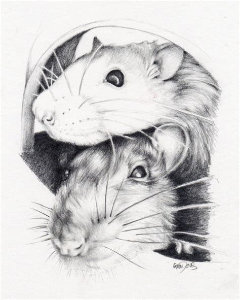 Gem Davis: Drawing Rats | Cute rats, Rats, Animal drawings