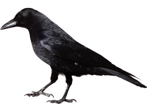 Raven PNG