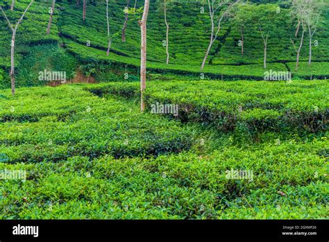 Tea gardens near Srimangal, Bangladesh Stock Photo - Alamy