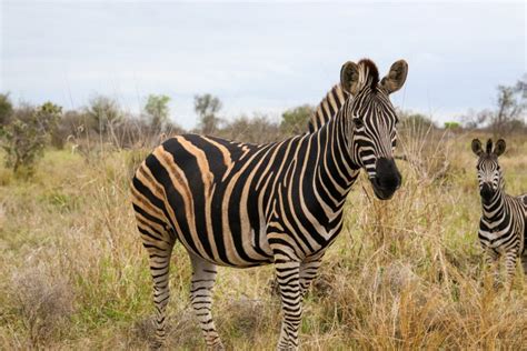 Kambaku Safari Lodge Review: Timbavati Game Reserve Experience - The Passport Kids Adventure ...