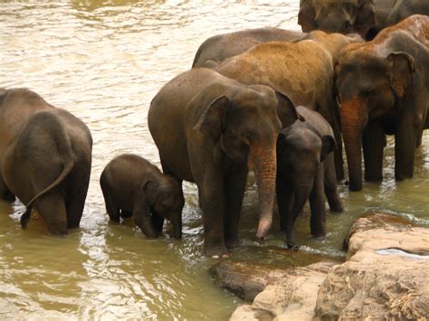 File:Elephant orphanage near Kandy, Sri Lanka.jpg - Wikimedia Commons