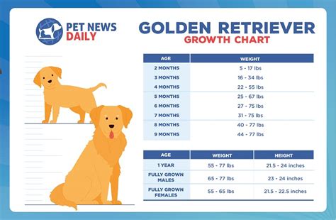 Golden Retriever Growth Chart: Size, Weight Calculations - Pet News Daily