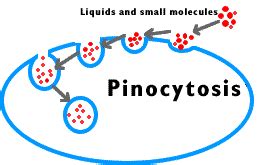 Cell Transport