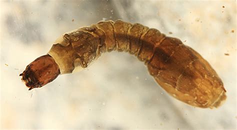 blackfly larvae | Irvine Nature Center