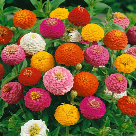 Lilliput Zinnias Seed - Zinnia Mix Flower Seed