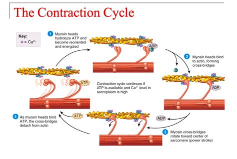 Understanding the Muscle Contraction Cycle