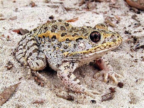 Florida gopher frog | Frogs and toads of Pensacola | Pinterest | Frogs ...