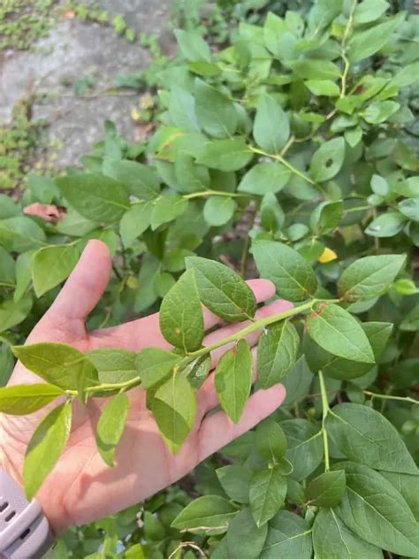 Pruning Blueberry Bushes: A Quick Guide To Maximize Your Harvest - The Suburban Garden