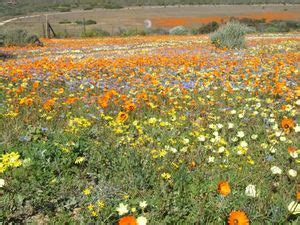 Namaqua National Park - Wikitravel