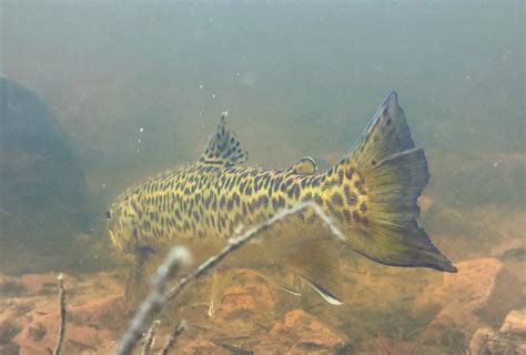 What is a Tiger Trout? [And How to Fish for Them] - Flylords Mag