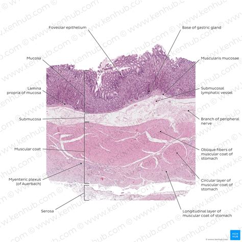 Structure And Function Of The Submucosa - Infoupdate.org