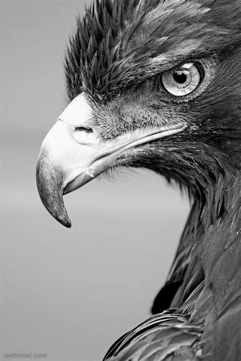 Eagle Black And White Photography By Alan Hinchliffe 23 - Preview