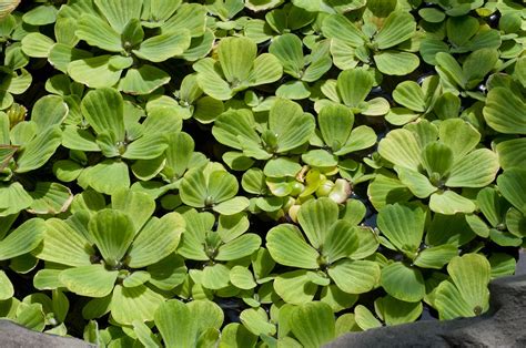 Pistia stratiotes | Plantas aquáticas, Vasos, Jardim de suculentas