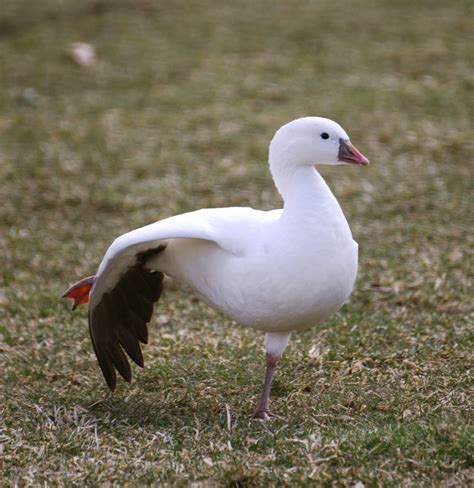 Ross's Goose | Audubon Field Guide