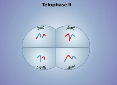 Telophase II