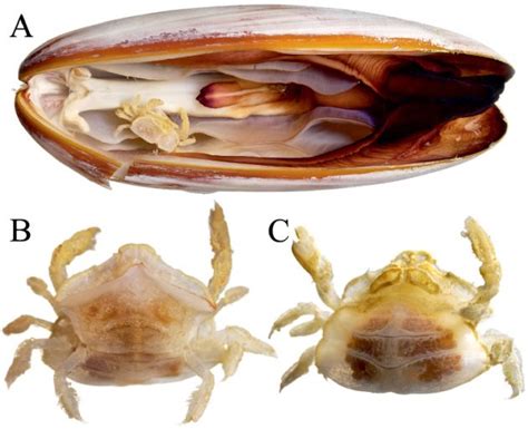 Smithsonian Insider – New parasitic crab species discovered during ...