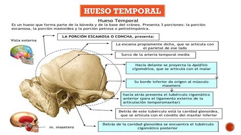 Hueso Occipital Estudiar - vrogue.co