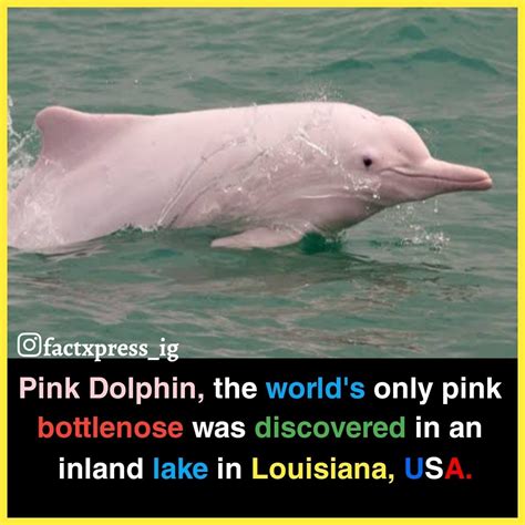 10 Facts About Pink Dolphins